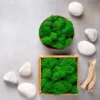 Lichene Stabilizzato Naturale 50gr Natural Green - immagine 5